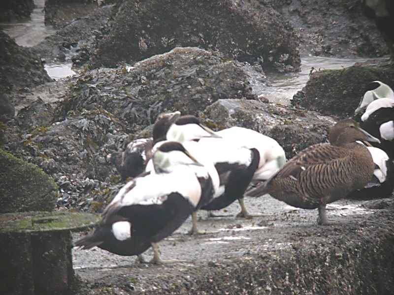 Eidereenden in Zeeland