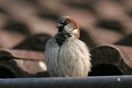 Huismus in dakgoot