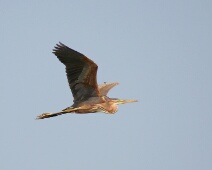 20060503 1113 Purper reiger - Almaraz - AaBe