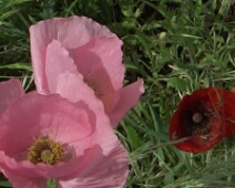 20060503 1124 Klaproos - Almaraz - Roze en rood - CoVe