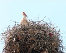 20060506 1445 Ooievaars - nest met onderverhuur - LiBo