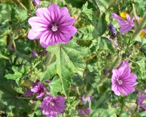 20060507 1027 Groot kaasjeskruid - Monfraque - ElsL