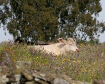 20060507 1046 Koe - Monfraque - AaBe