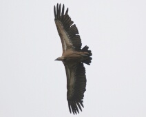 20060503 1627 Vale Gier - Pena de Falcon - AaBe