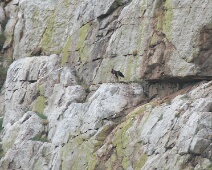 20060503 1632 Zwarte Ooievaars - Pena de Falcon - AaBe