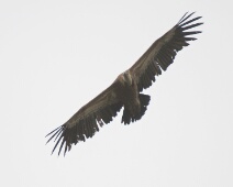 20060503 1637 Vale Gier - Pena de Falcon - AaBe