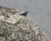 20060503 1643 Blauwe Rotslijster - Pena de Falcon - AaBe