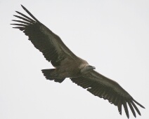 20060503 1701 Vale Gier - Pena de Falcon - AaBe