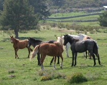20060502 1646 Paarden - AaBe