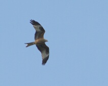 20060502 1700 Zwarte Wouw - AaBe