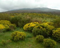 20060505 1121 Brem - Sierra de Gredos - PiBe