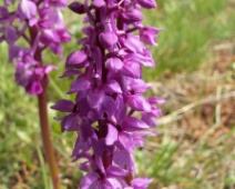 20060505 1216 Orchidee - Sierra de Gredos - HeMe