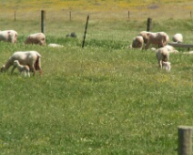 20060506 1238 Lammetjes - Bélen - HeMe