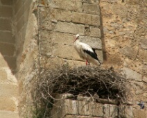 20060506 1345 Ooievaar - Trujillo - Nest - HeMe