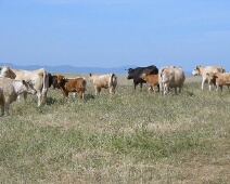 20060505 1123 Extremadura runderen - BasB