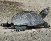 20060505 1250 Moorse beekschildpad - BasB