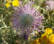 20060502 1015 Distel - HeMe