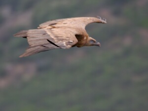 Pena de Falcon, Castillo Monfraque eo