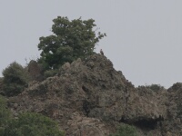 ARENDBUIZERD - Aat Bender