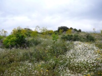 080425 16h07 Napi vallei - Bloemenpracht - Bert van Eijk