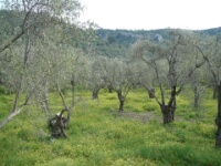 080428 09h01 Agiassos - Olijfboomgaard - Bert van Eijk