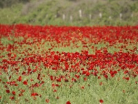 080425 Skala Kalloni - Klaprozen - Henk Merts