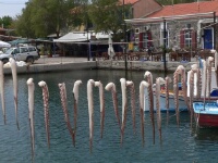 080427 13h50 Molyvos - Octopusarmen in haven - Els Löhr
