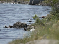 080425 12h13 - Rob Eveleens