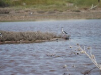 080425 12h16 - Rob Eveleens