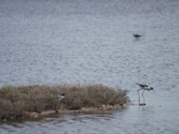 080425 12h18 - Rob Eveleens