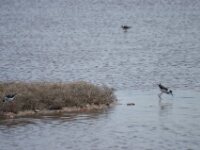 080425 12h19 - Rob Eveleens