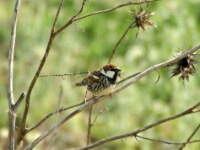 080425 13h15 Zoutpannen - Spaanse Mus - Ton Renniers