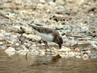 080426 12h01 Achladeri N - Temminck strandloper - Ton Renniers
