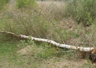 DSC04984