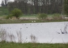 IMG 0011