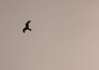 Picasa 3.0