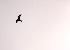 Picasa 3.0