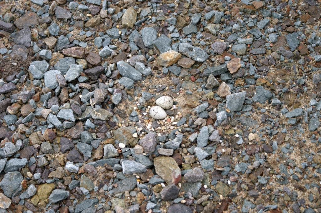 DSC05010
