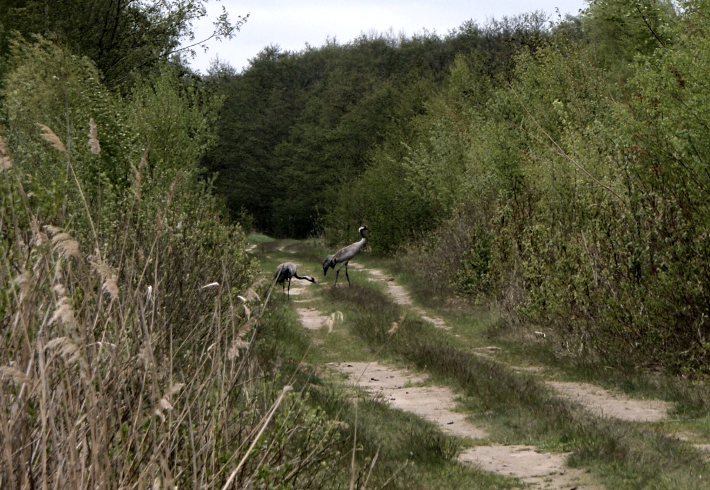 DSC04987a