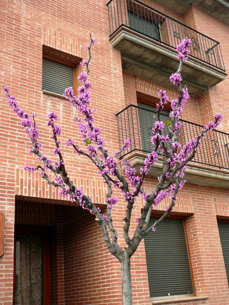 Alcolea de Cinca