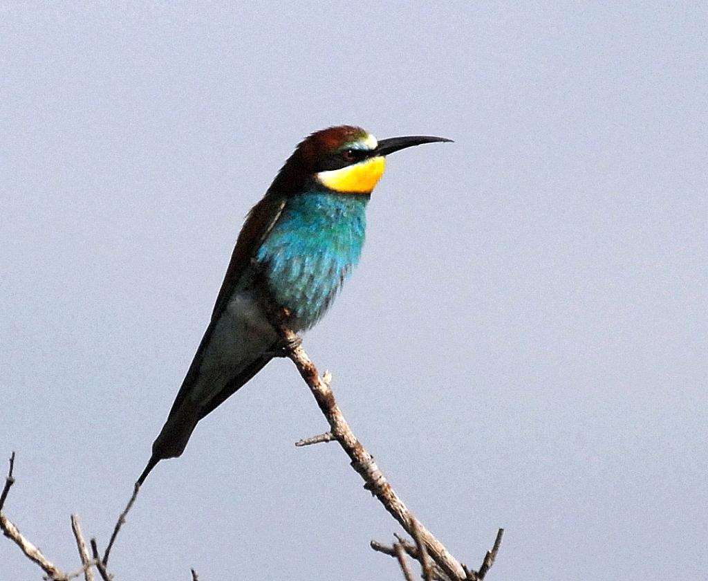Bijeneter