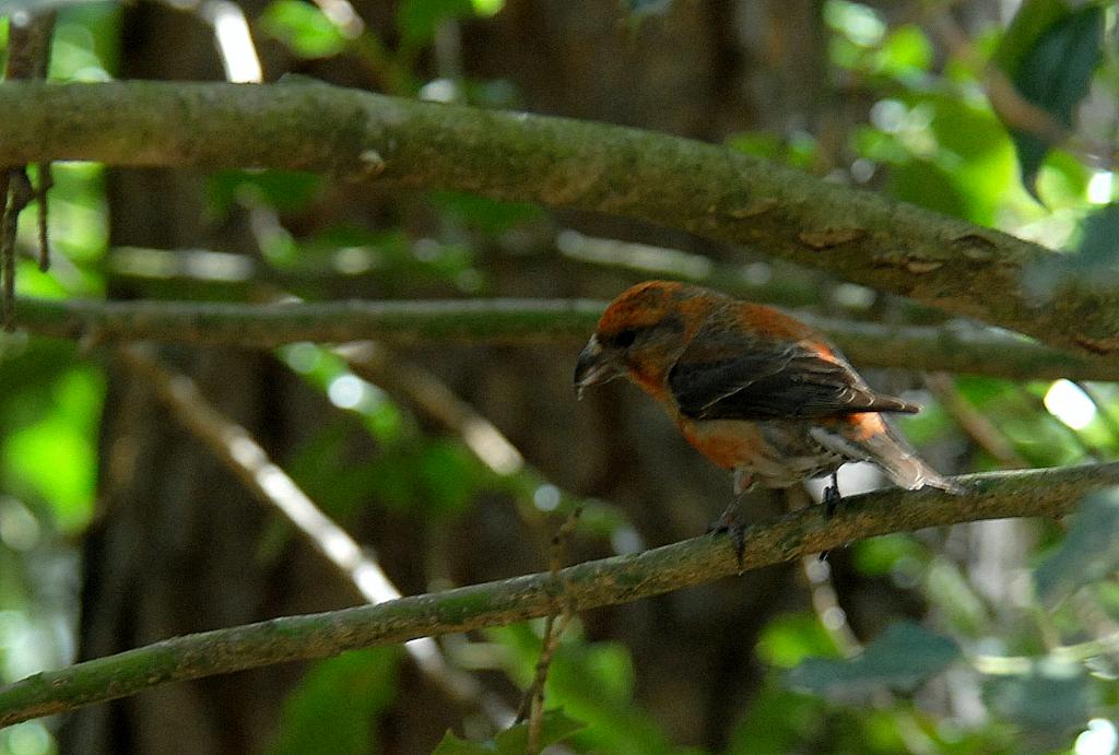 DSC 7208