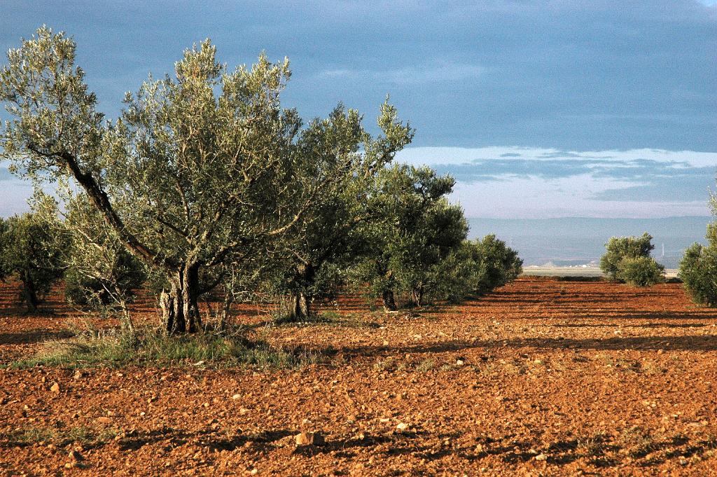 Alcolea de Cinca