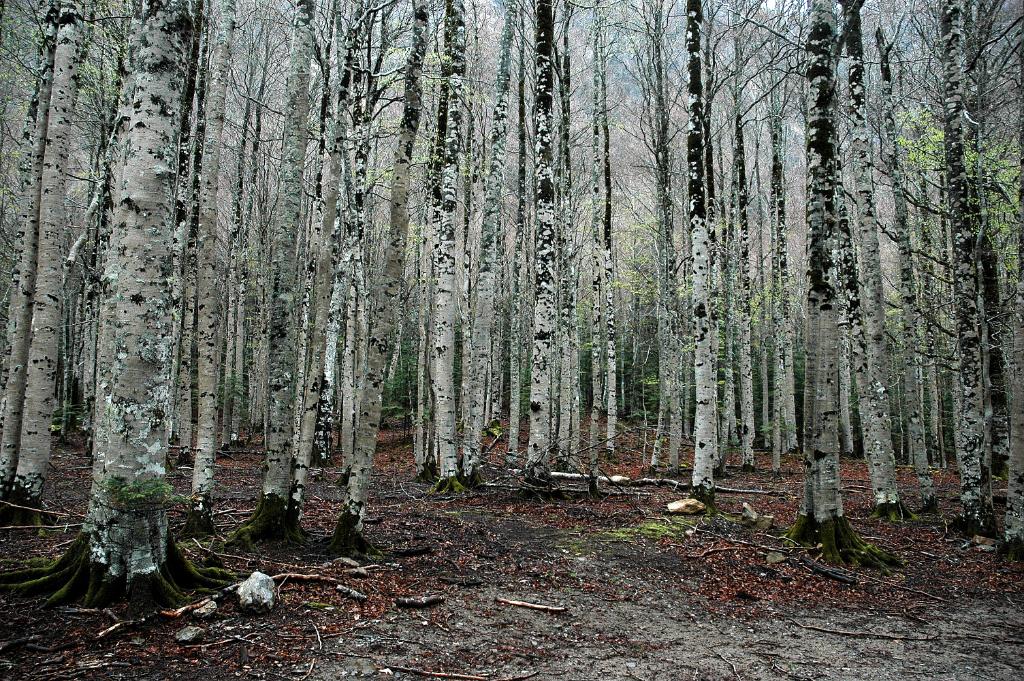 Ordessa
