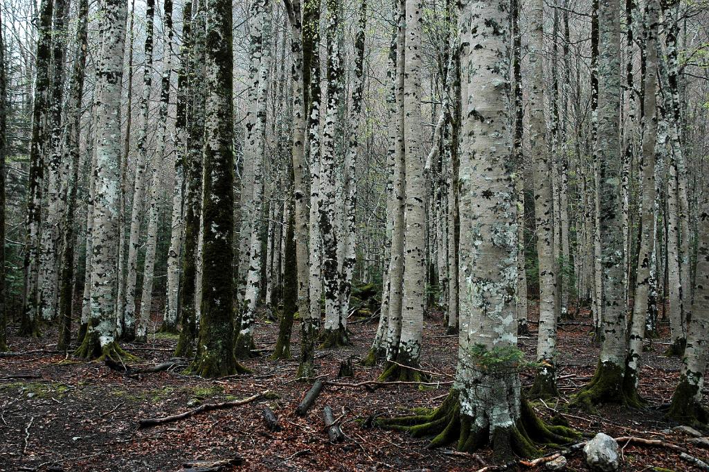 Ordessa