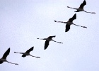 Flamingo's   J.Hoogeveen