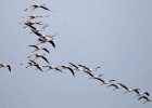 Flamingo's   J.Hoogeveen