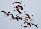 Flamingo's   J.Hoogeveen