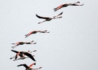 Flamingo's   J.Hoogeveen