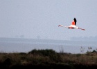 Flamingo   J.Hoogeveen
